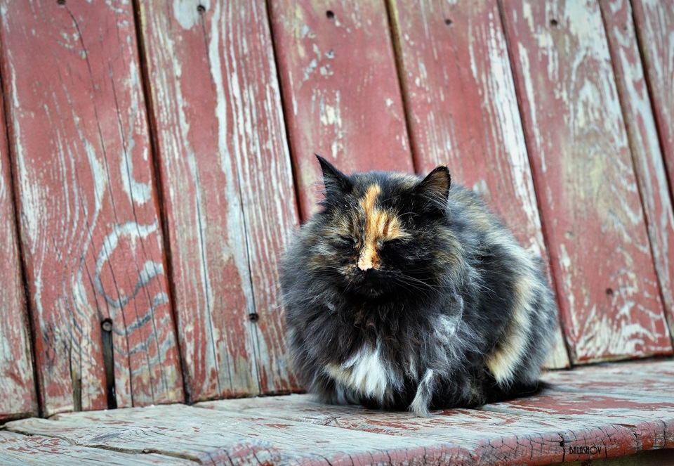 Трехцветная кошка (Summicron) — Сообщество «Фотография» на DRIVE2