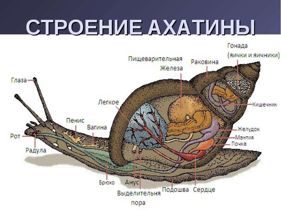 Какой тип развития характерен для виноградной улитки изображенной на рисунке 1 обоснуйте свой ответ