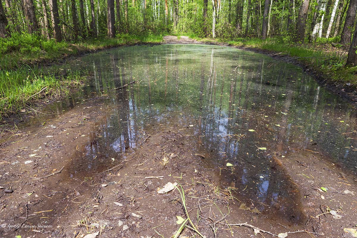 Солотча река пра. Река пра. Лес на реке пра. Печорка. Печорка.