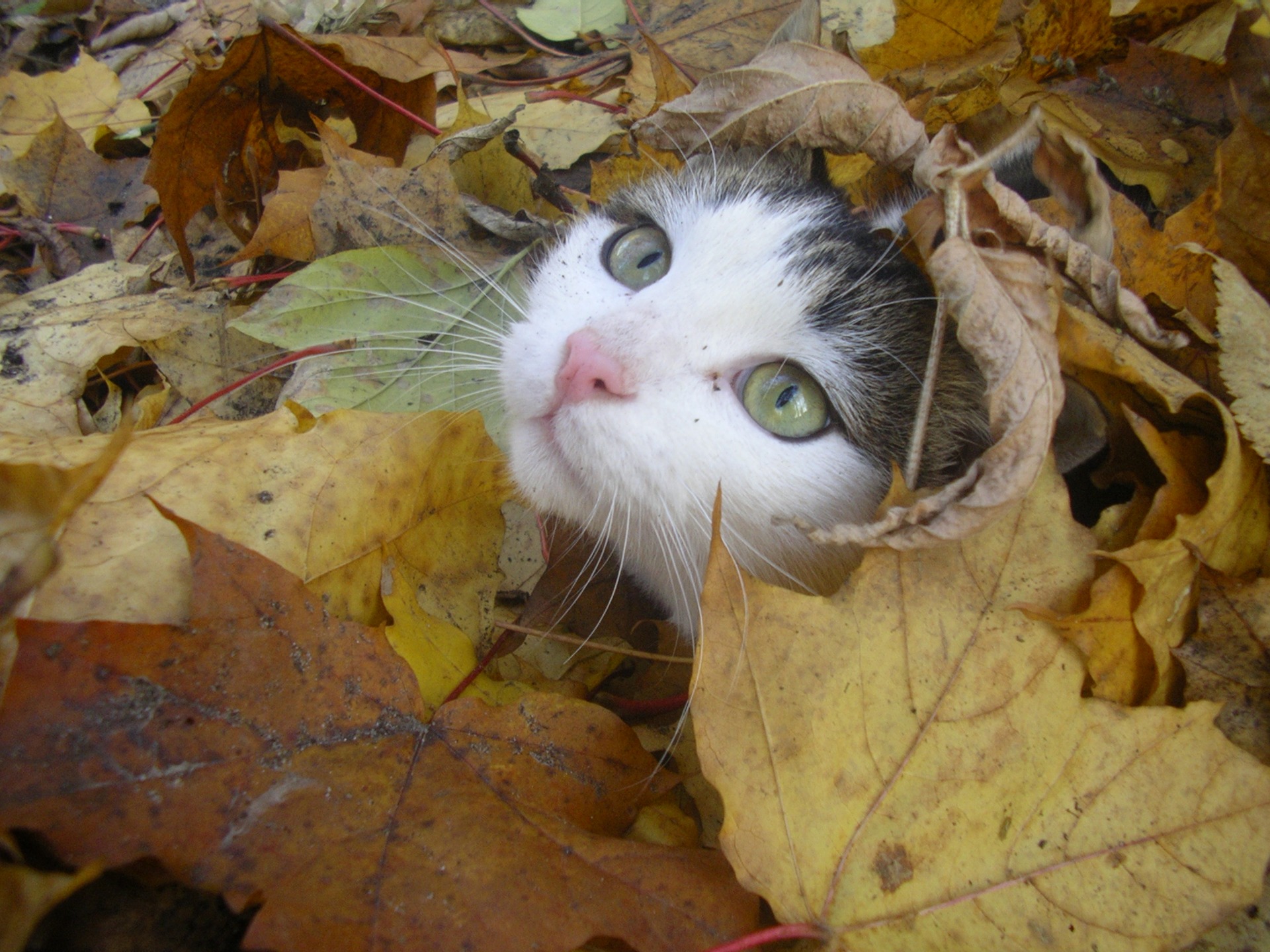 Котики Осенью Фото