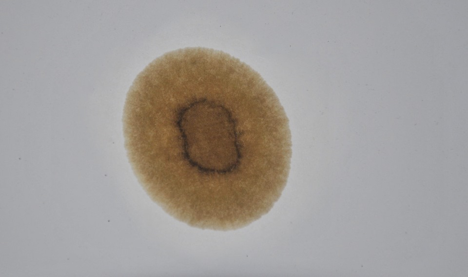 Тест моторного масла (метод капельной пробы) — Lada 2114, 1,5 л, 2006 ...