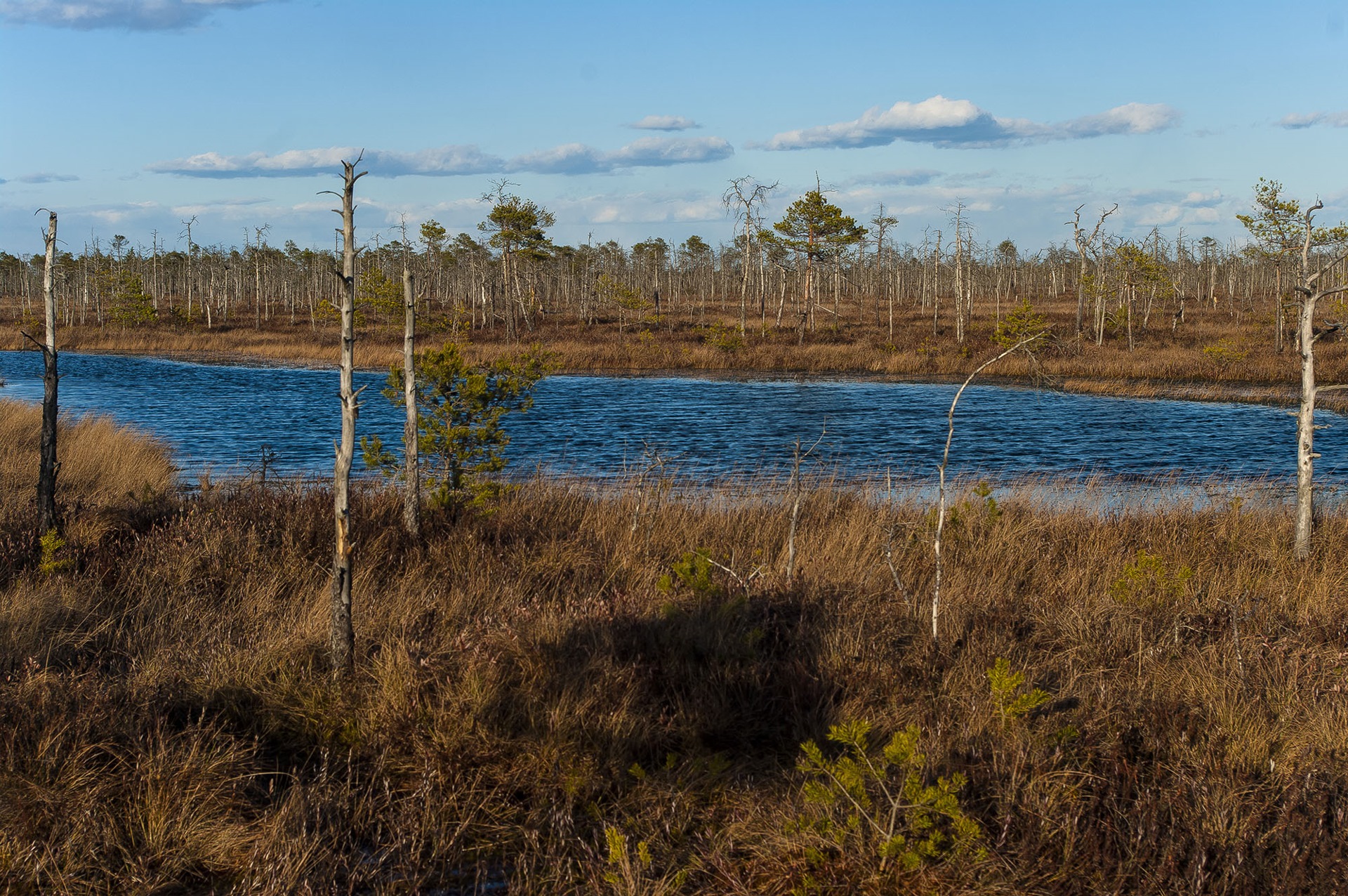 Экотропа Ольманские болота