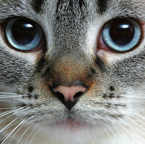 Лицо котика