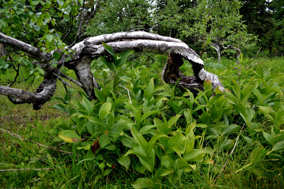 Фото в бортжурнале Mitsubishi Pajero Sport (2G)