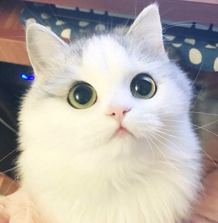Фото котиков на аву милых