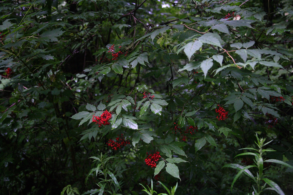 Фото в бортжурнале Toyota HiAce (H100)