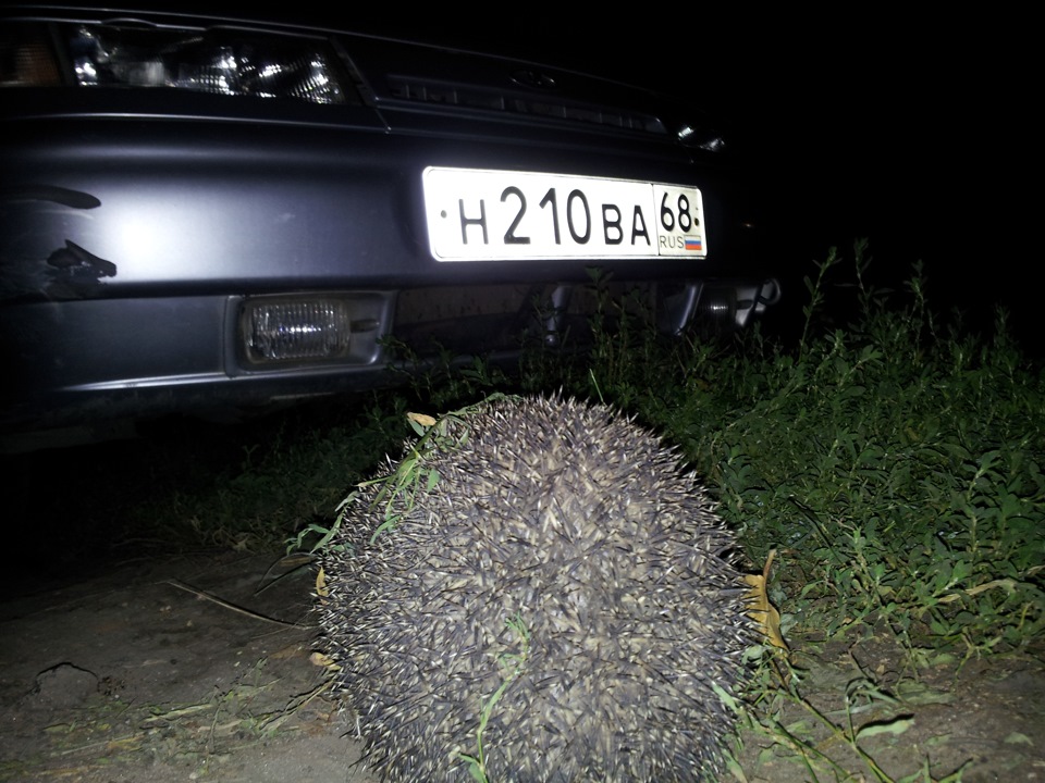 Ежик в машине. Ежик с тачкой. Еж на машинке. Ежик на мотоцикле. Сумасшедший ежик.