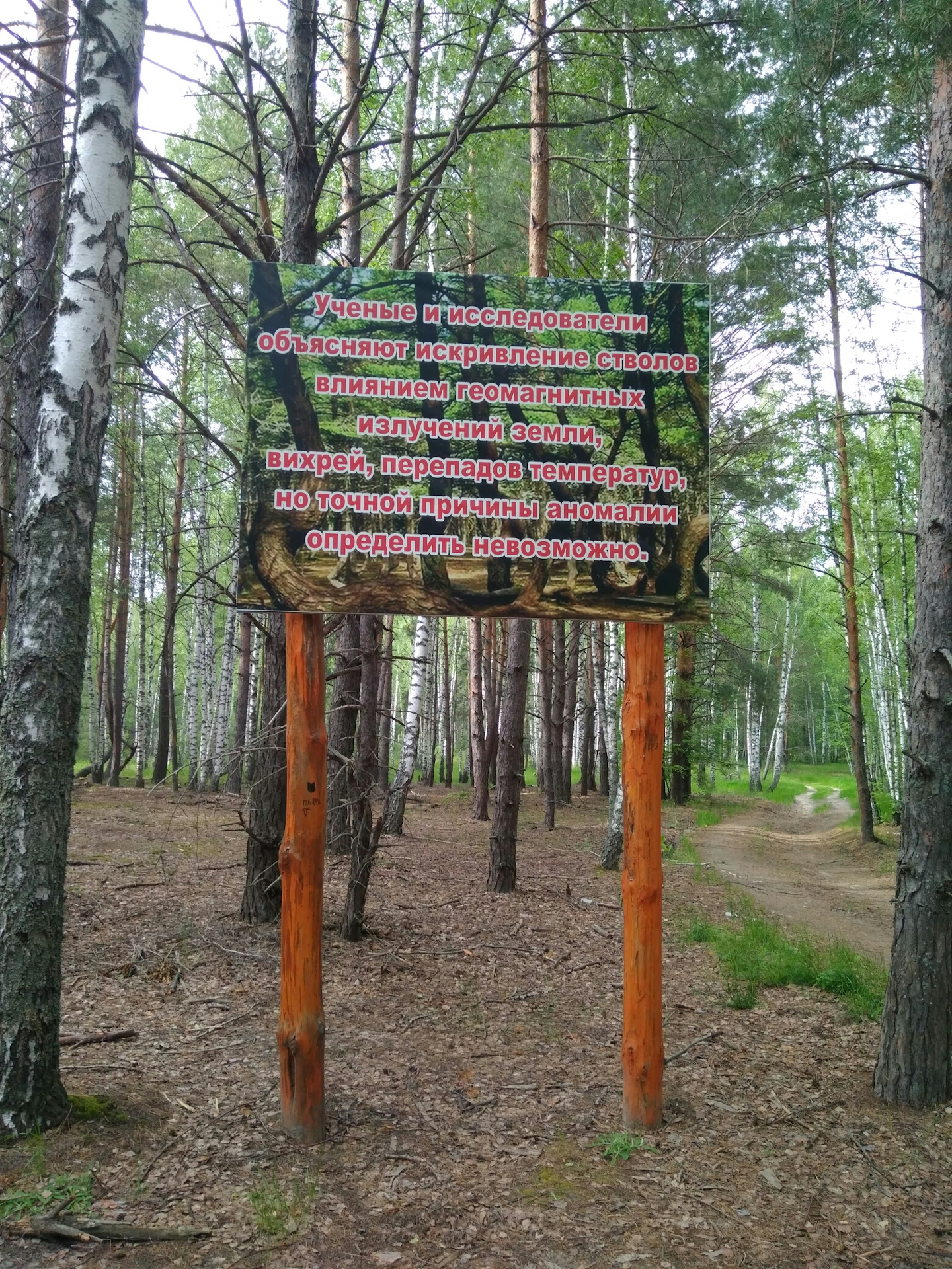 Шилово Рязанская область аномальные лес