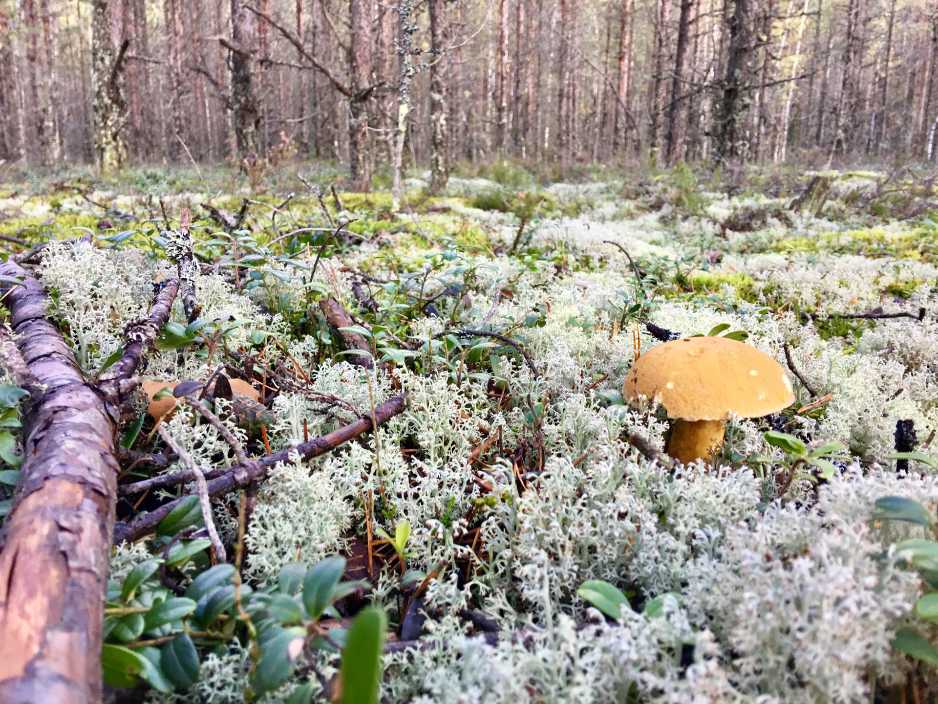 Северный лес. Лес карельского перешейка. Флора и фауна карельского перешейка. Волшебство карельского леса.