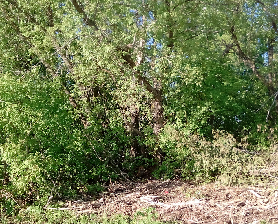 Неудачный выезд за грибами… — DRIVE2