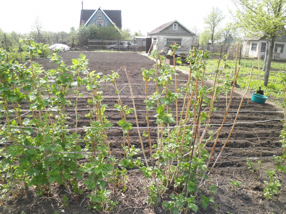 Как убрать гвозди с участка. 631d9e8s 960. Как убрать гвозди с участка фото. Как убрать гвозди с участка-631d9e8s 960. картинка Как убрать гвозди с участка. картинка 631d9e8s 960. в общем у нашей семьи такая дача)) её купили мы год назад там 2 участка на одном участке домик небольшой на другом заезд для машины и сгоревший домик, но прикол в том что когда он сгорел он упал прямо на заезд, и результат этого КУЧА ГВОЗДЕЙ! в том году я собрал целую банку гвоздей Как убрать гвозди с участка. 631d9e8s 960. Как убрать гвозди с участка фото. Как убрать гвозди с участка-631d9e8s 960. картинка Как убрать гвозди с участка. картинка 631d9e8s 960. в общем у нашей семьи такая дача)) её купили мы год назад там 2 участка на одном участке домик небольшой на другом заезд для машины и сгоревший домик, но прикол в том что когда он сгорел он упал прямо на заезд, и результат этого КУЧА ГВОЗДЕЙ! в том году я собрал целую банку гвоздей