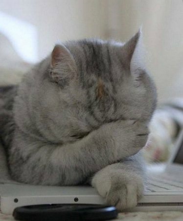 Мем с котом держащимся за голову