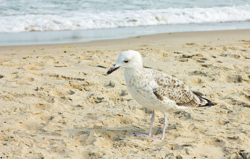 Фото в бортжурнале Saab 9000