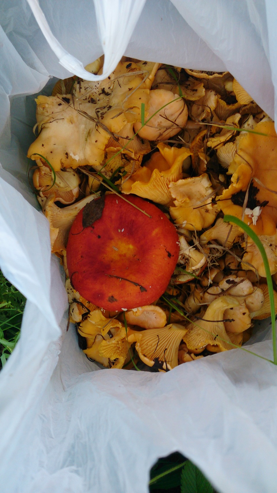 В лес, по грибы да по ягоды) — Skoda Octavia A5 Mk2, 1,6 л, 2013 года ...