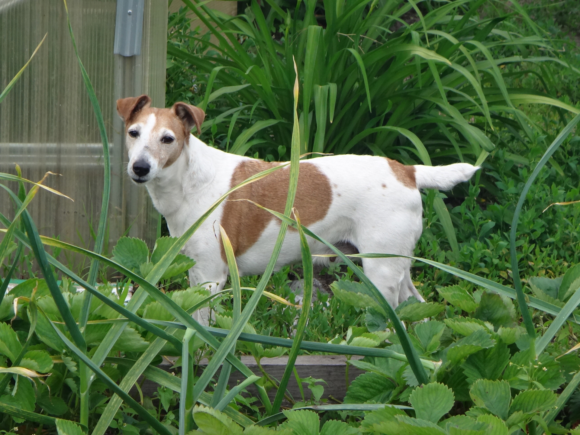 Рика. — Сообщество «Зверьё Моё» на DRIVE2