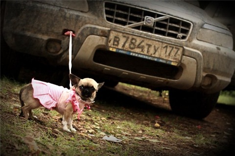 Фото в бортжурнале Volvo XC70 II