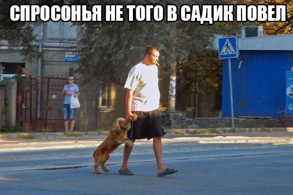 Прогулка с собакой мем