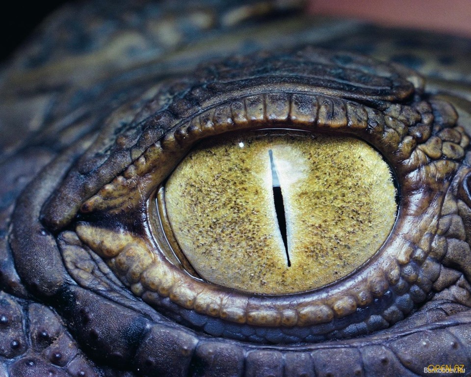 Sweet Snake Eye Reptile eye, Colorful animals, Animals