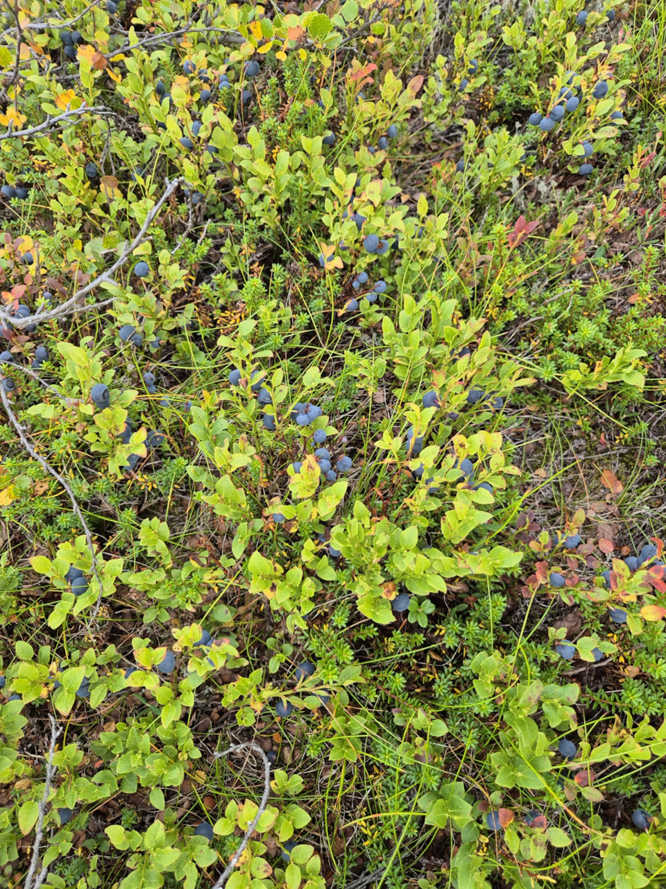 Фото в бортжурнале Volvo XC70 III