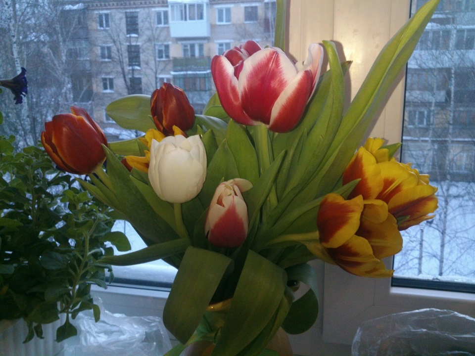Купить тюльпаны в улан удэ. Тюльпаны дома. Букет тюльпанов дома. Тюльпаны подарок. Тюльпаны на окне.