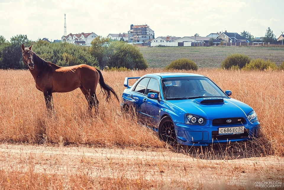 Субару импреза конь фото