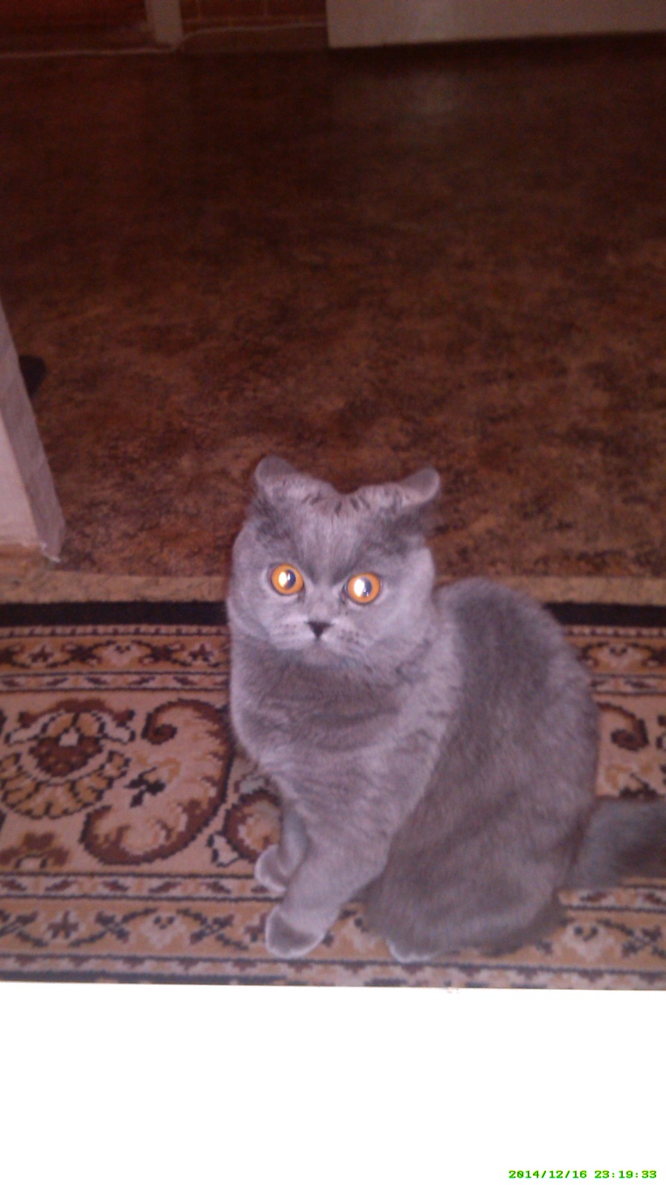 а это моя помошница))) — Nissan R'nessa