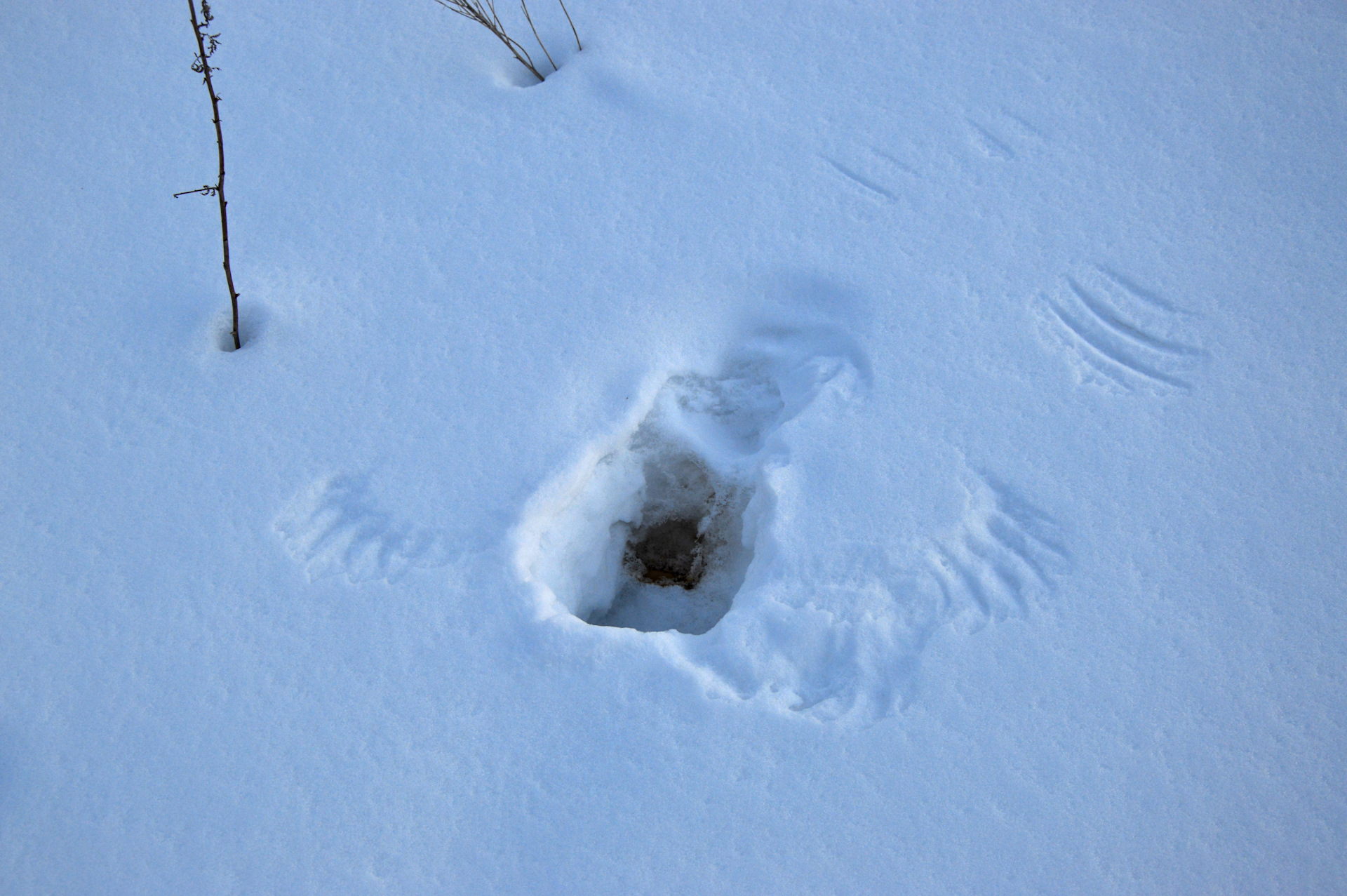 Куропатки под снегом