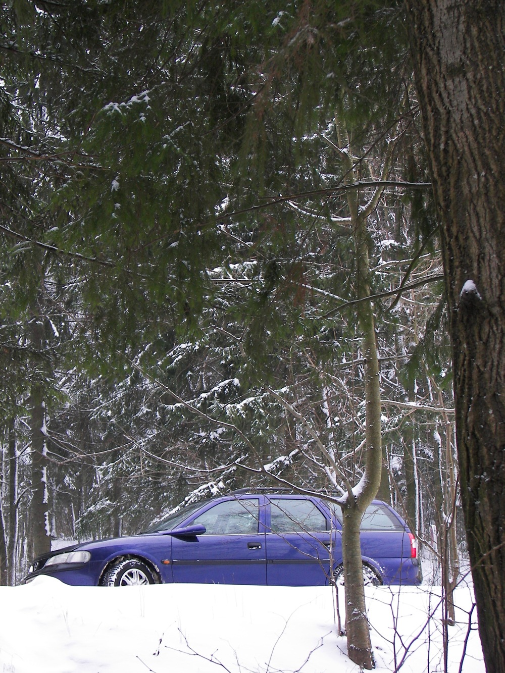 Рождество в лесу — Opel Vectra B, 1,8 л, 1997 года | фотография | DRIVE2