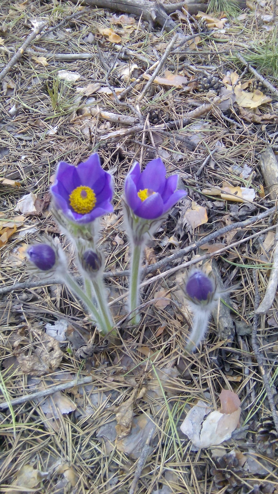 Что за вид сказать не могу т.к. не ботаник. — Hyundai i40