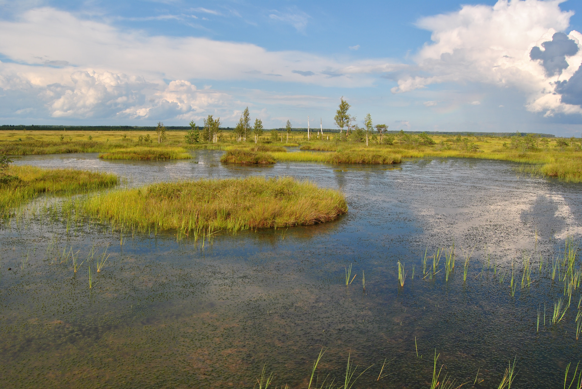 Верховое болото в Беларуси