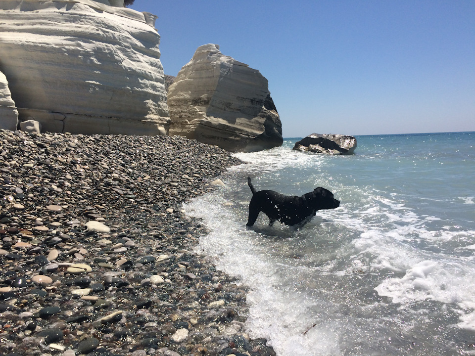 665ef2es 960 Как перевезти собаку на кипр