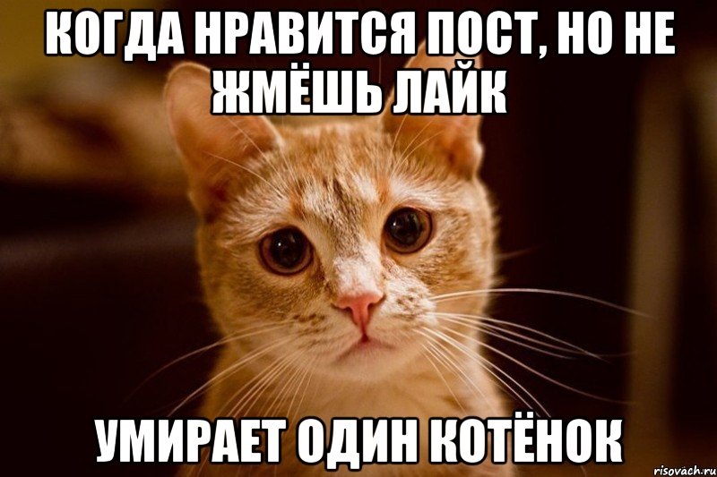 Давай умерем котенок мем переделка бамперных поворотников в ДХО+ поворотники - Сообщество "Клуб Toyota Ma
