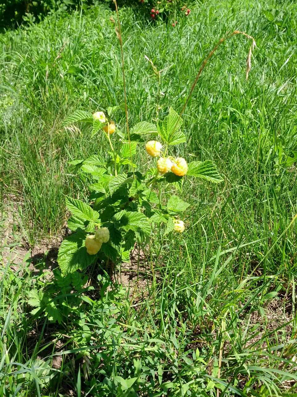 Поездка за малиной, или Башнефть vs ТНК — Lada Гранта, 1,6 л, 2013 года ...