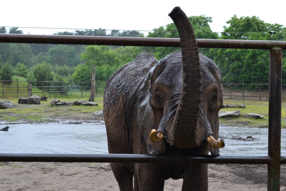 Serengeti Park Bollenson расстояние