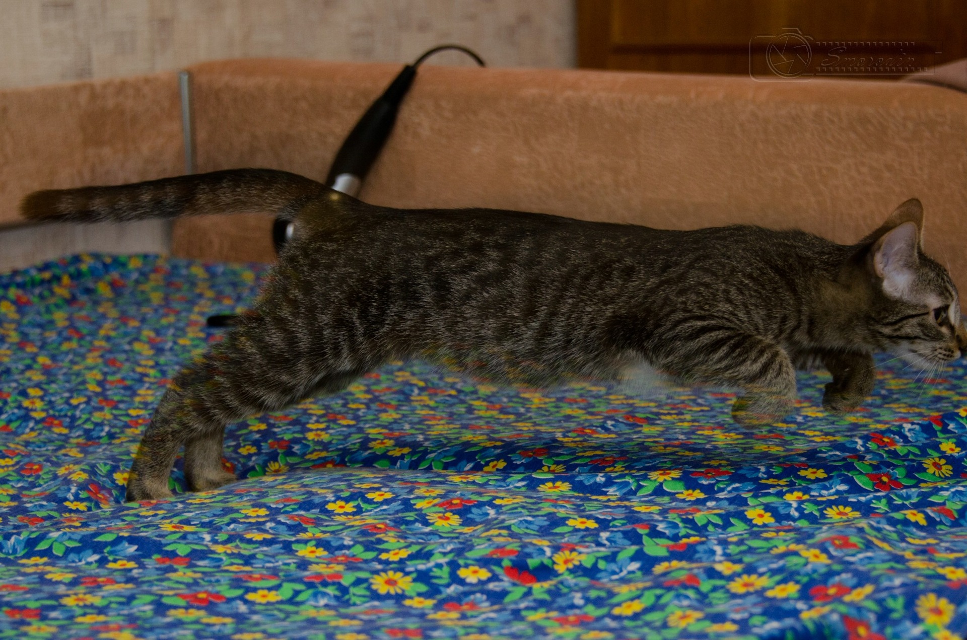 67735eu 960 операция ы тренировка на кошках