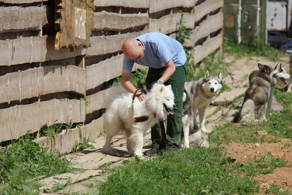 6851999s 960 догтреккинг это что такое