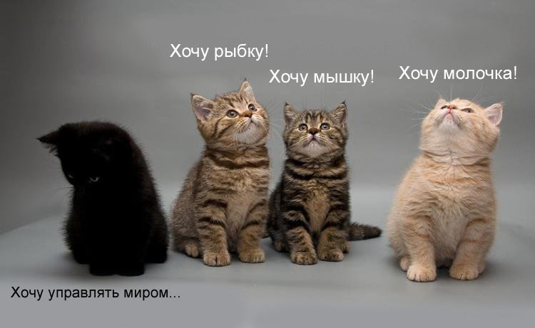 Я кот