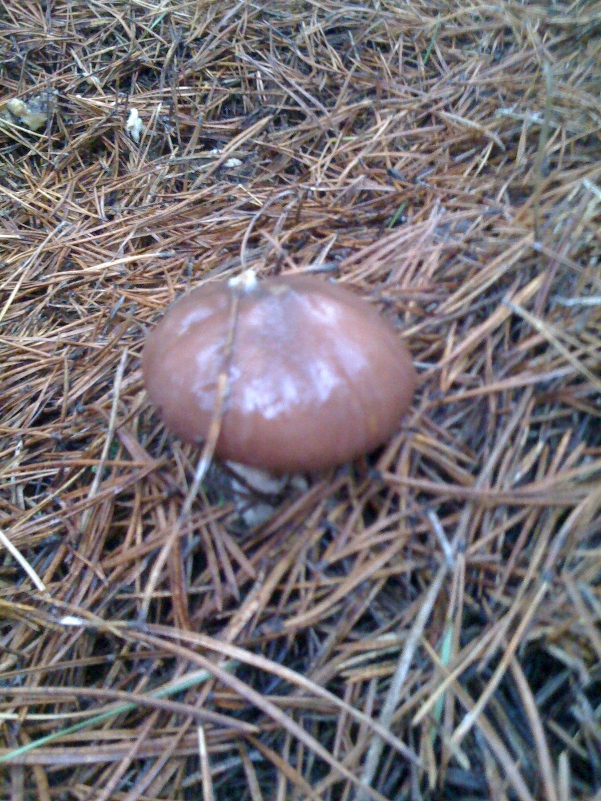 Житомирщина — DRIVE2