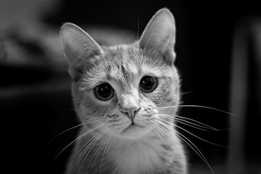 Прощайте мем с котом