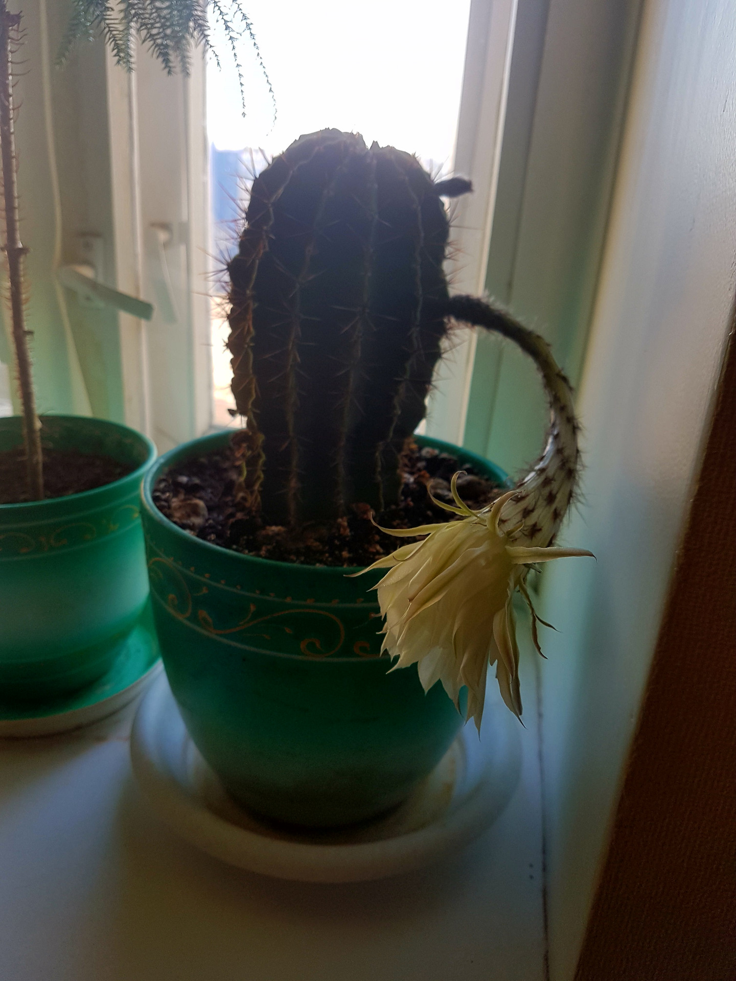 цветущий кактус в горшке.