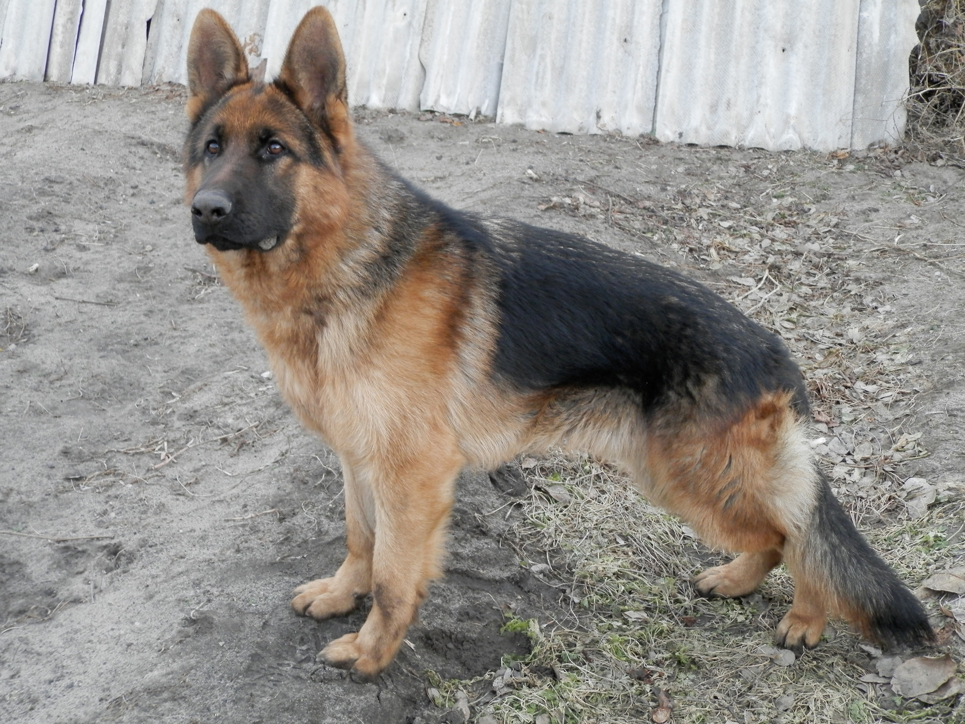 Собака немецкая овчарка 1 год. Мичиган немецкая овчарка. Немецкая овчарка голубая рр. Немецкая овчарка 2000. Немецкая овчарка 10 месяцев.