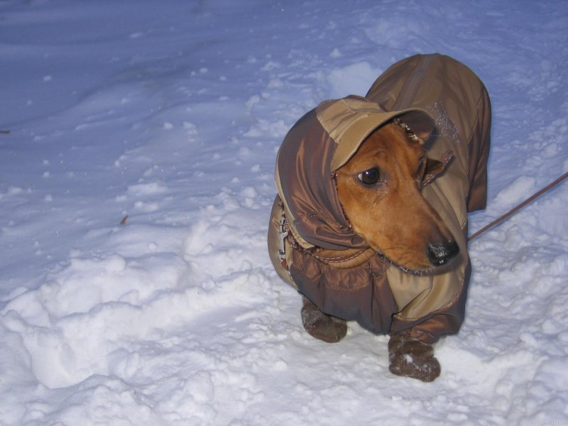 Собака в пальто и шапке