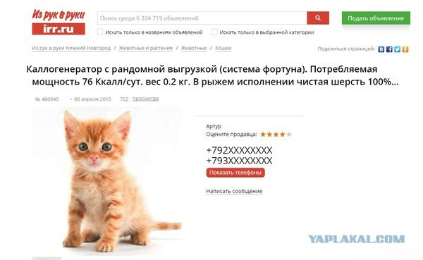 Красивое Объявление О Продаже Котят