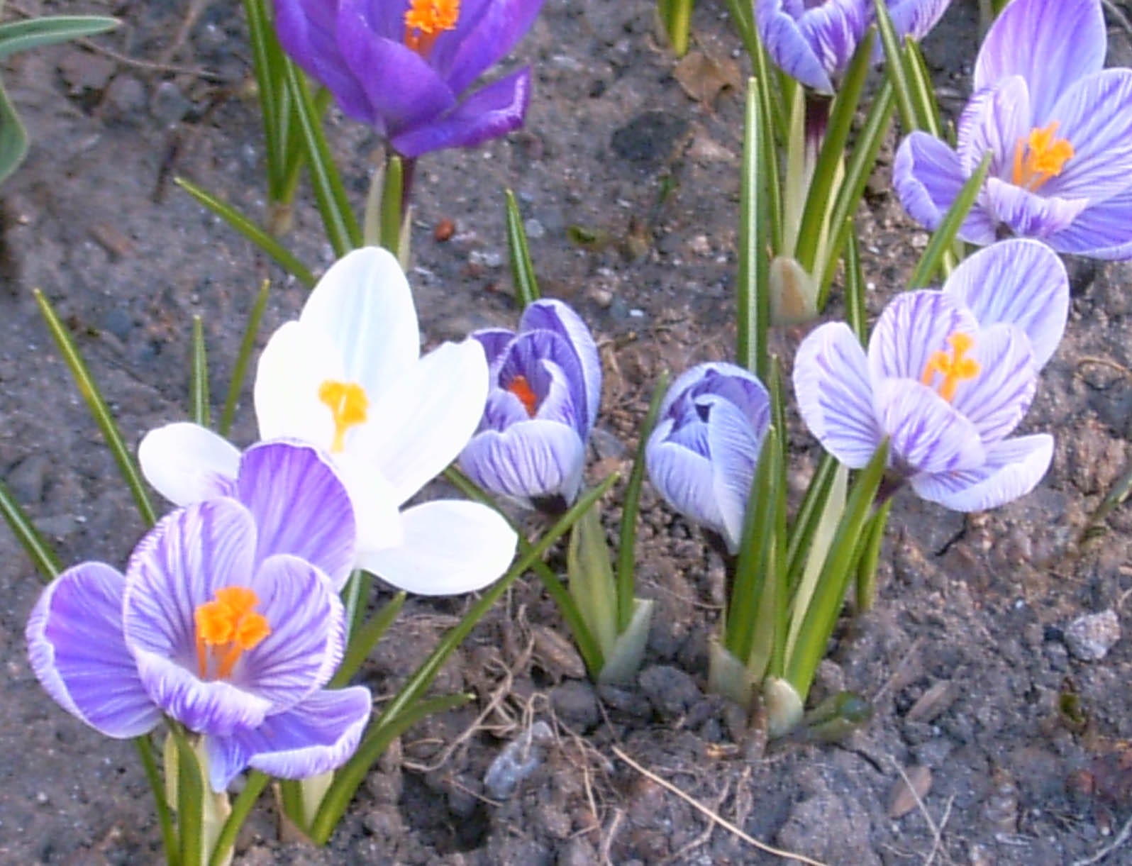 Самые первые цветы весной на даче название и фото