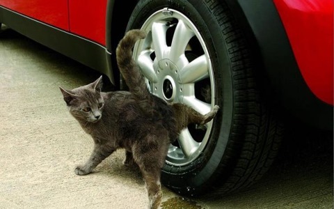 Кот пометил машину. — DRIVE2