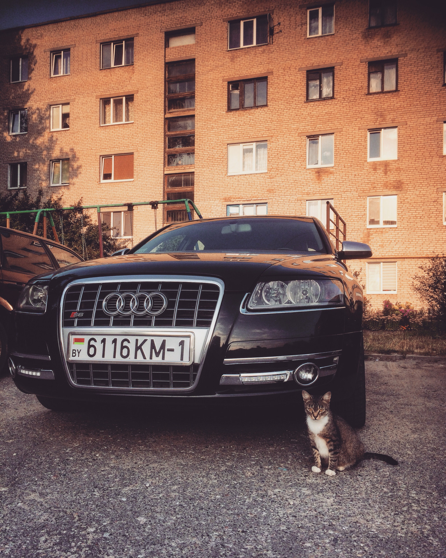 Кот Audi