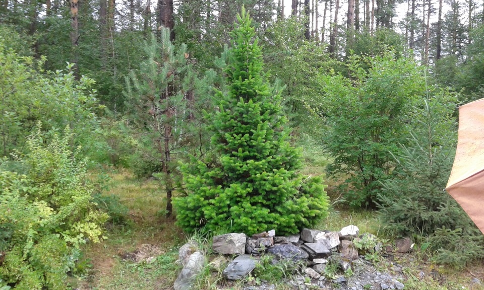Тува — Горный Алтай: ч 3. Чемал — Каракольские озера — Горно-Алтайский ...