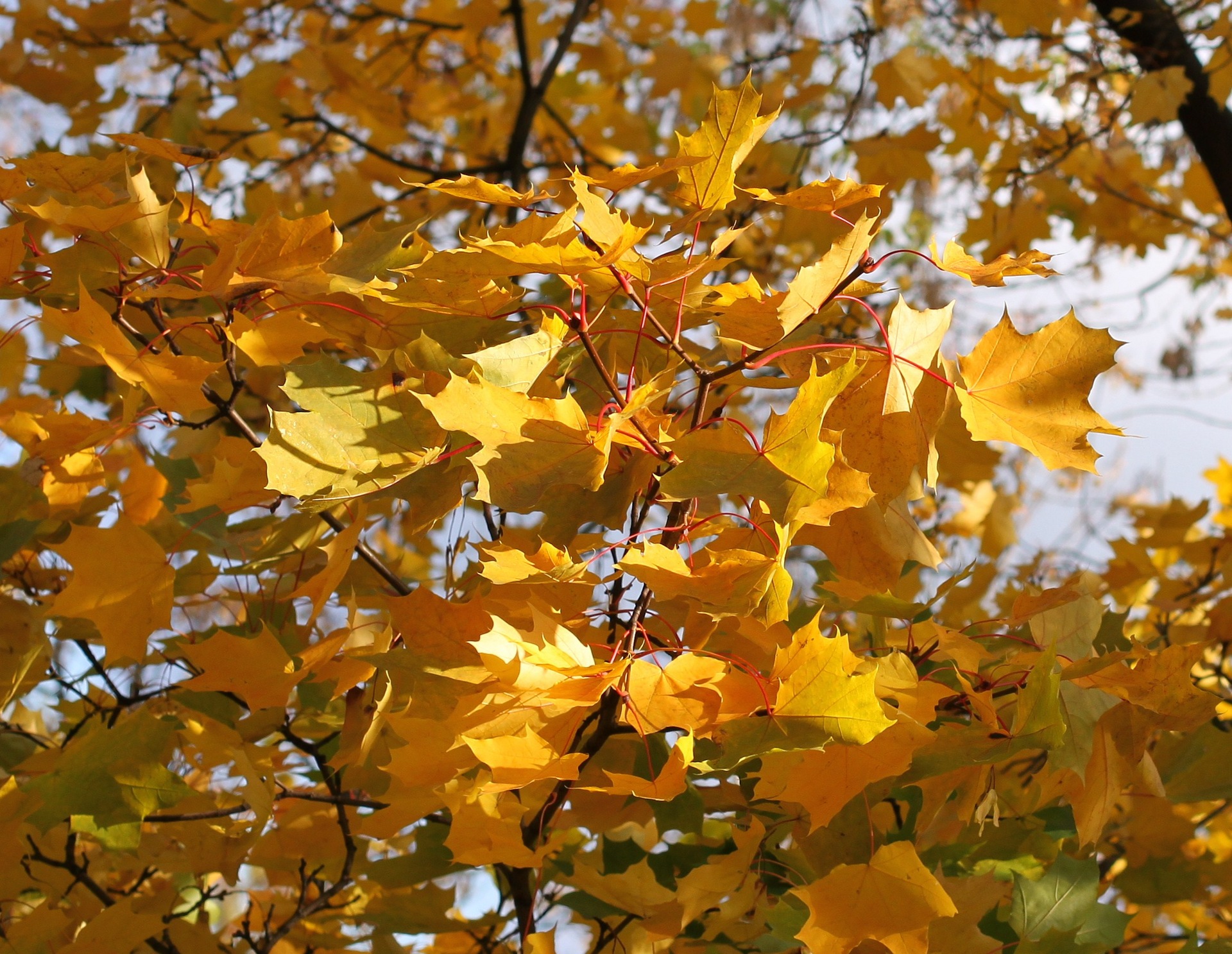 Осень наблюдение в природе осенью