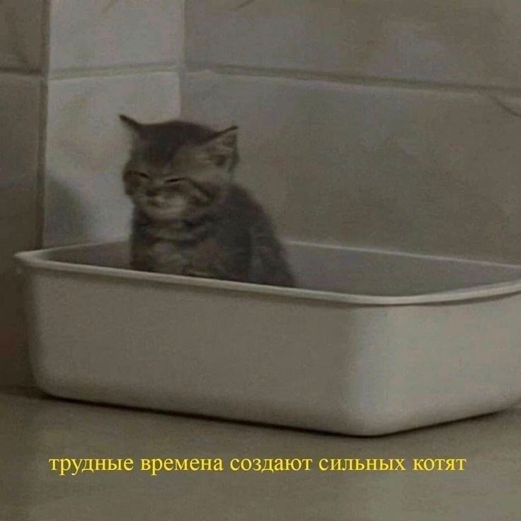 Тяжелые времена рождают сильных котят