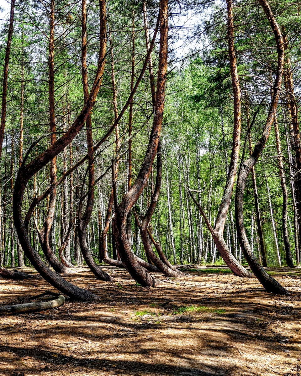 леса рязанской области фото